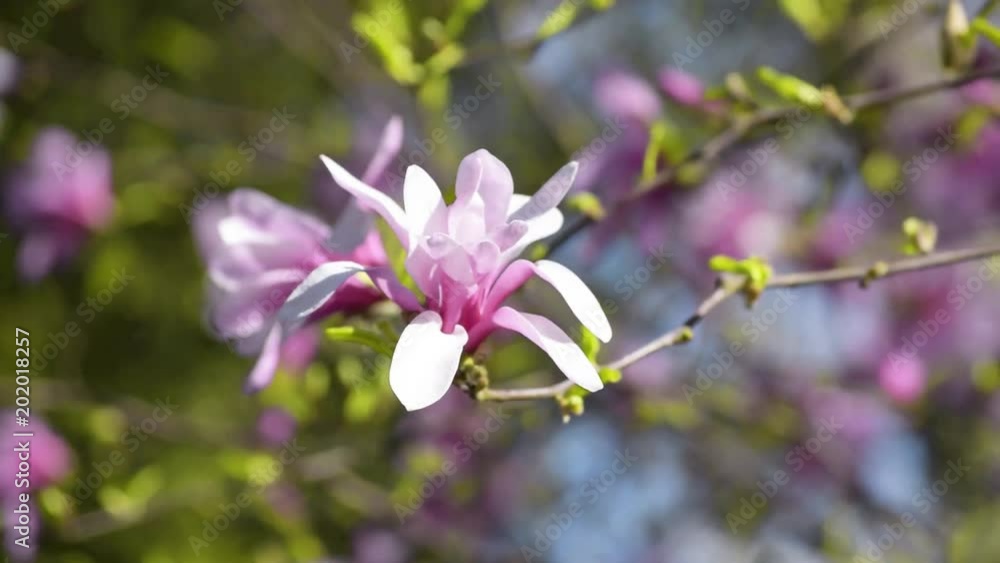 Mysterious spring floral background with blooming pink magnolia flowers swaying on wind on a sunny day Mysterious spring floral background with blooming pink magnolia flowers swaying on wind on a sunny day