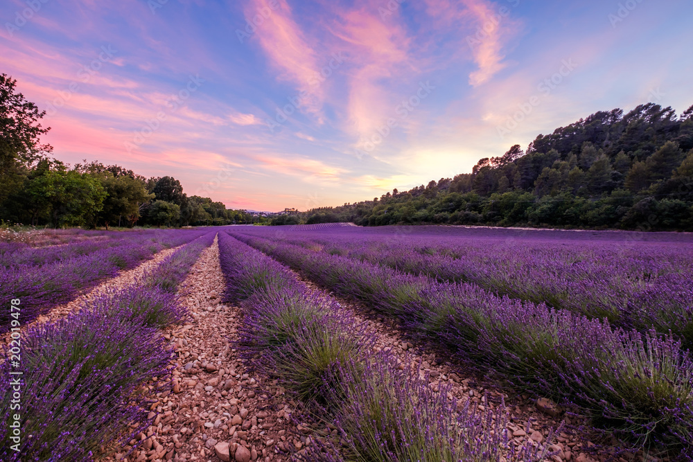 Champ de lavande en été, château de Gréoux-les-Bains au loin. Alpes de Haute Provence, France. Champ de lavande en été, château de Gréoux-les-Bains au loin. Alpes de Haute Provence, France.