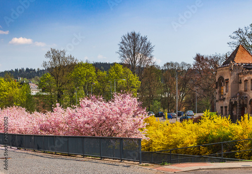 blooming trees