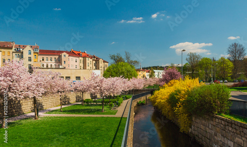 the blooming park