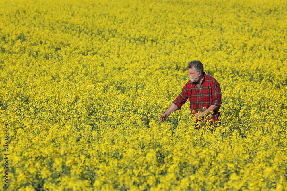 Agronomist or farmer examining blossoming canola field, rapeseed plant, early spring Agronomist or farmer examining blossoming canola field, rapeseed plant, early spring
