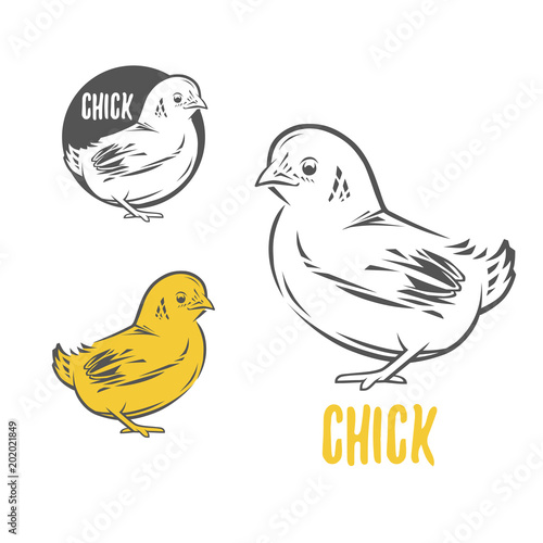Chick. Vector illustration. Badges and design elements for the chicken manufacturing.
