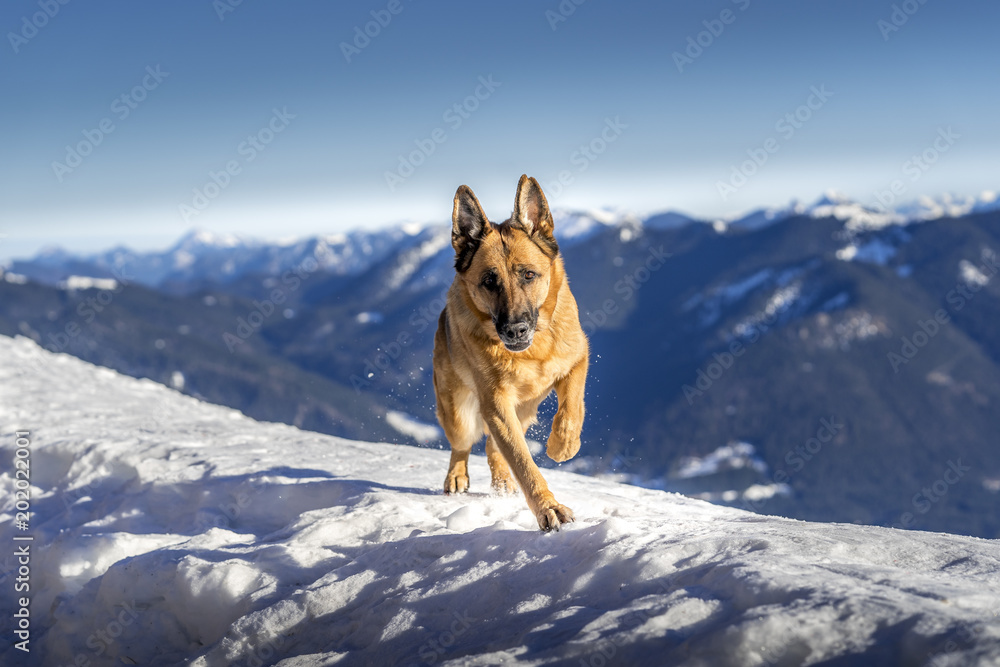 Deutscher Schäferhund genießt die Winterfreuden in den Bergen