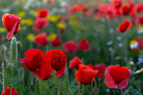 Poppy fields. Bokeh and colors of nature. Spring.