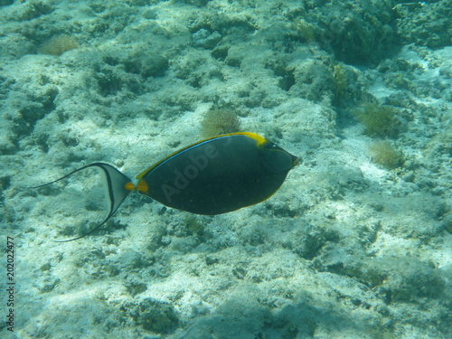 Fisch unter Wasser