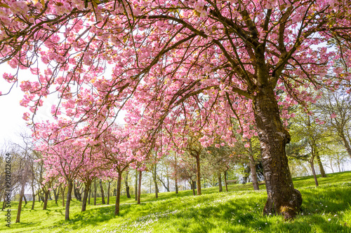 View from below of a blossoming Japanese cherry tree in a public park by a sunny spring day, with the sun rays passing through its falling branches laden down with clusters of small pink flowers.