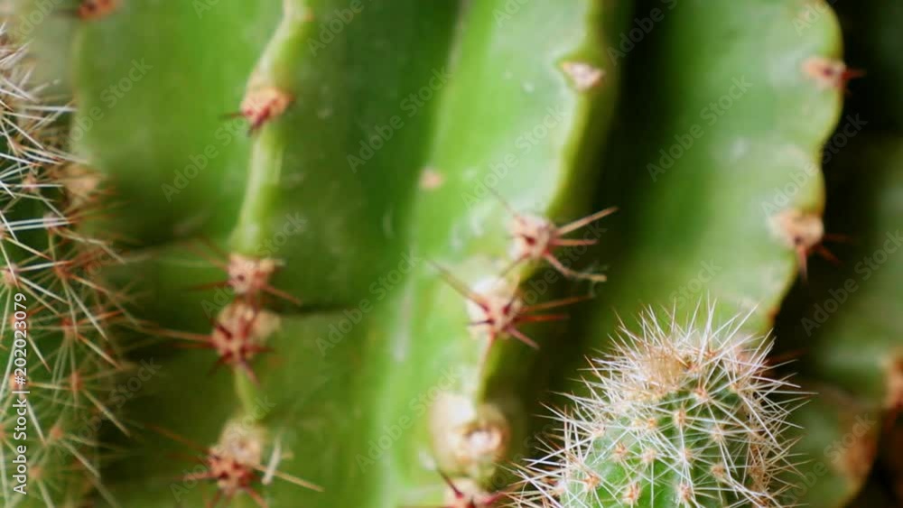 Green cactus with sharp needles Green cactus with sharp needles