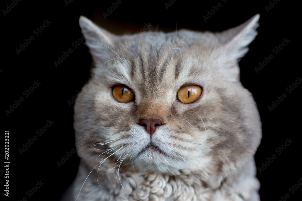 Portrait of the cat of the Selkirk Rex breed. Isolated on black. Small depth of field. Portrait of the cat of the Selkirk Rex breed. Isolated on black. Small depth of field.