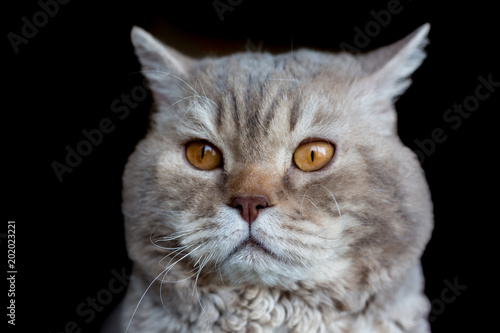 Obraz na plátně Portrait of the cat of the Selkirk Rex breed