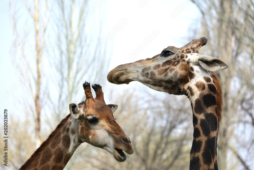 Male and female giraffes tenderly touching each other Male and female giraffes tenderly touching each other