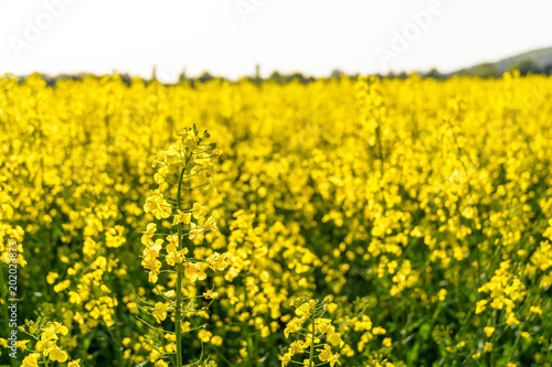 Close-up view of a field of rapeseed in full bloom bathed in sunshine at the beginning of spring.