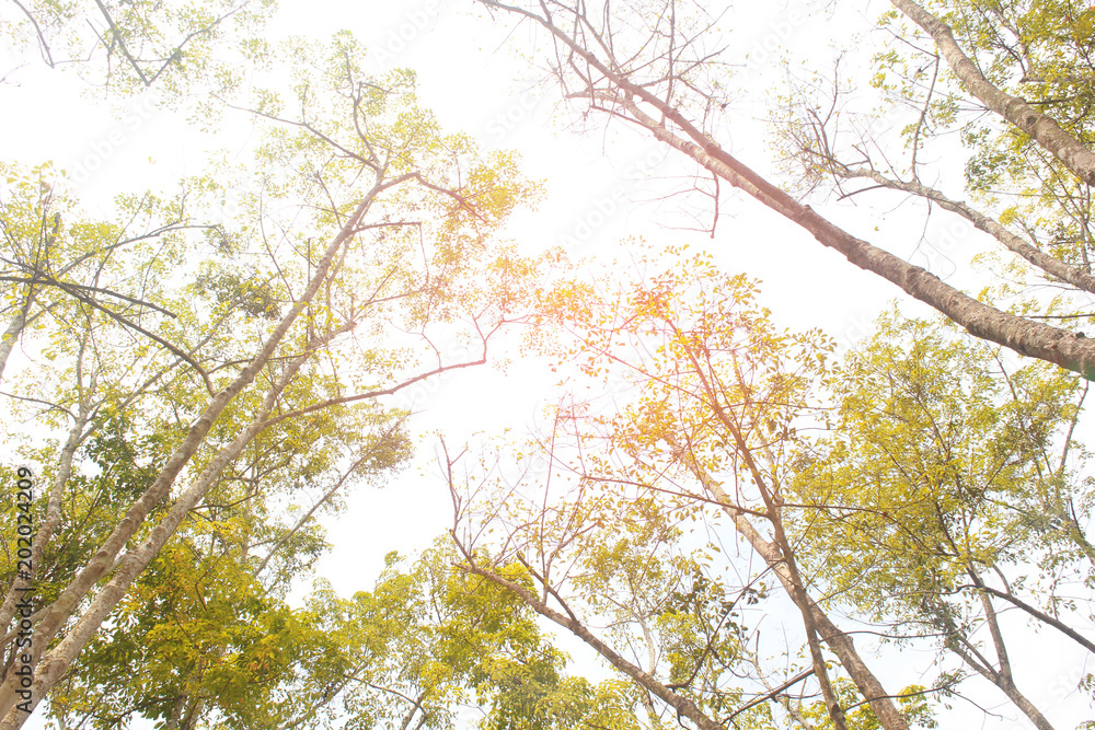 Obraz premium Trees with angles