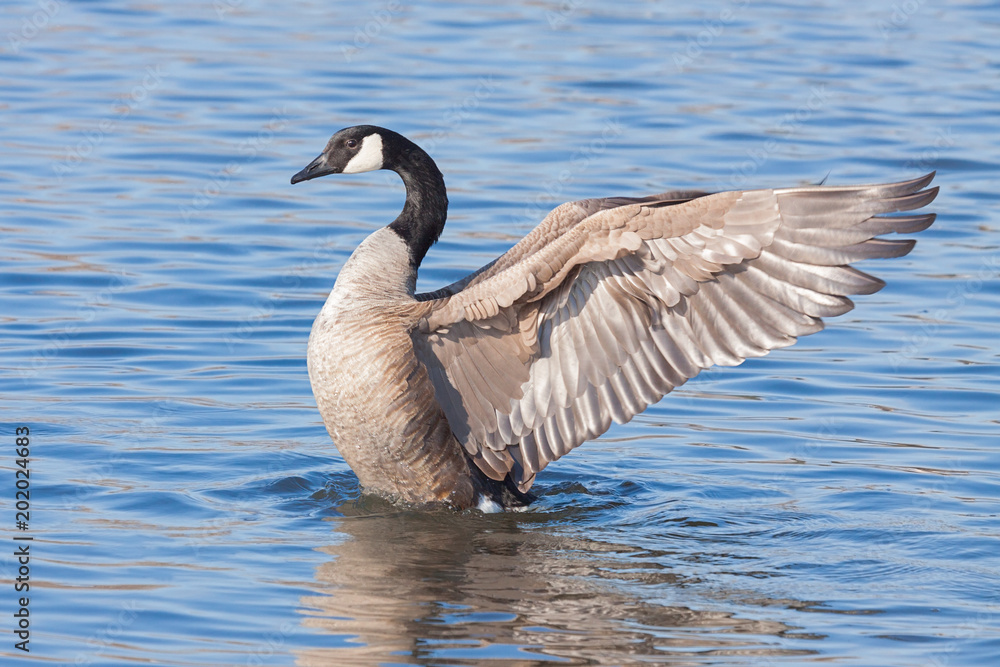 Angelic Goose Spreads its Wings Angelic Goose Spreads its Wings