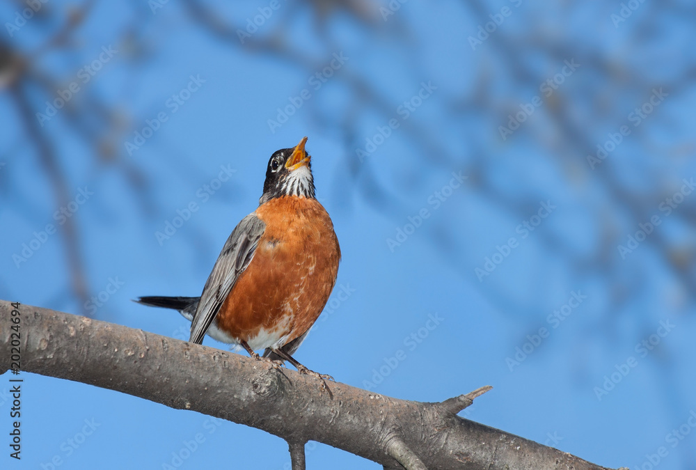 A robin sings into the wide blue open A robin sings into the wide blue open