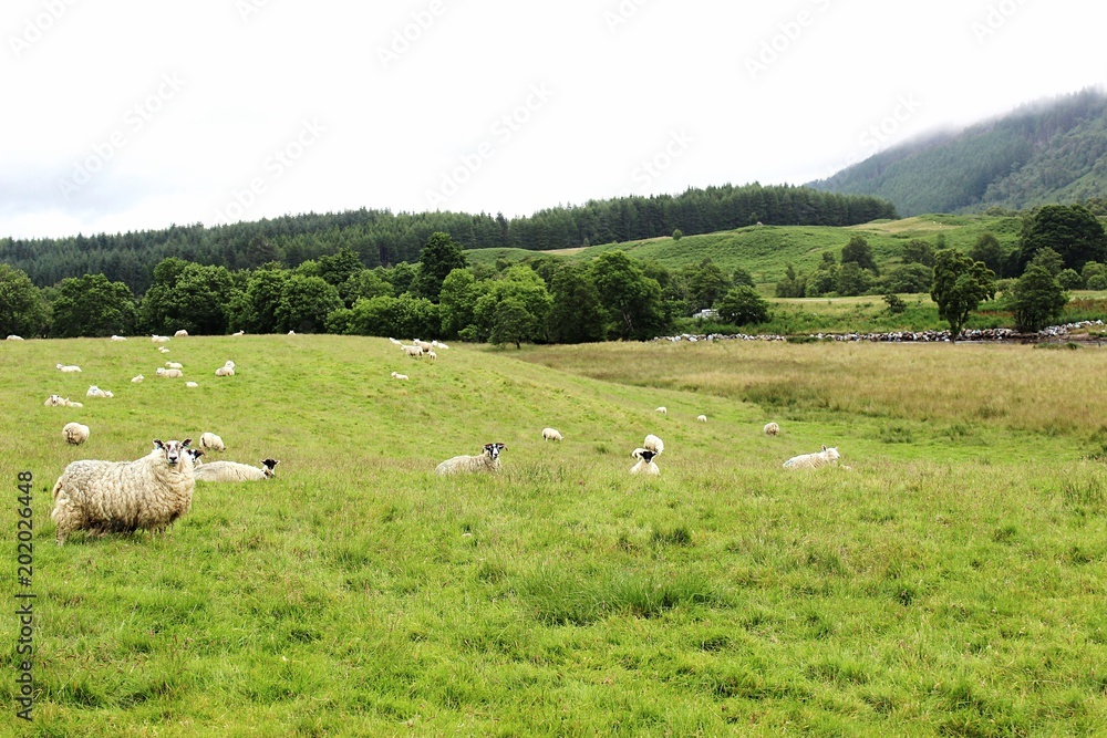 Obraz premium Sheep in a meadow in Scotland, July 2017