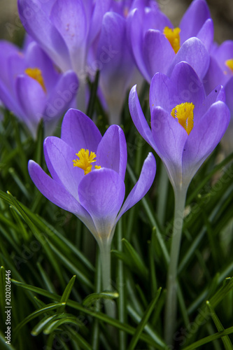 purple crocus