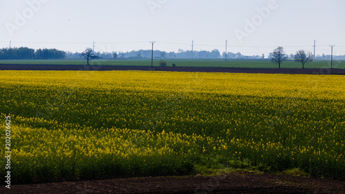 Flowering rapeseed fields in Poland in Swieta Katarzyna