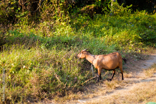Goat on Koh Mook island © sitriel