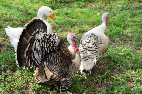 Turkey and goose