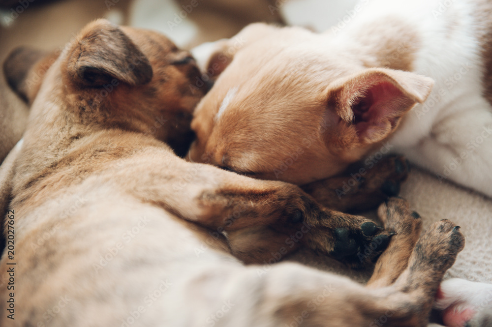 Two beautiful puppies sleeping together placidly Two beautiful puppies sleeping together placidly