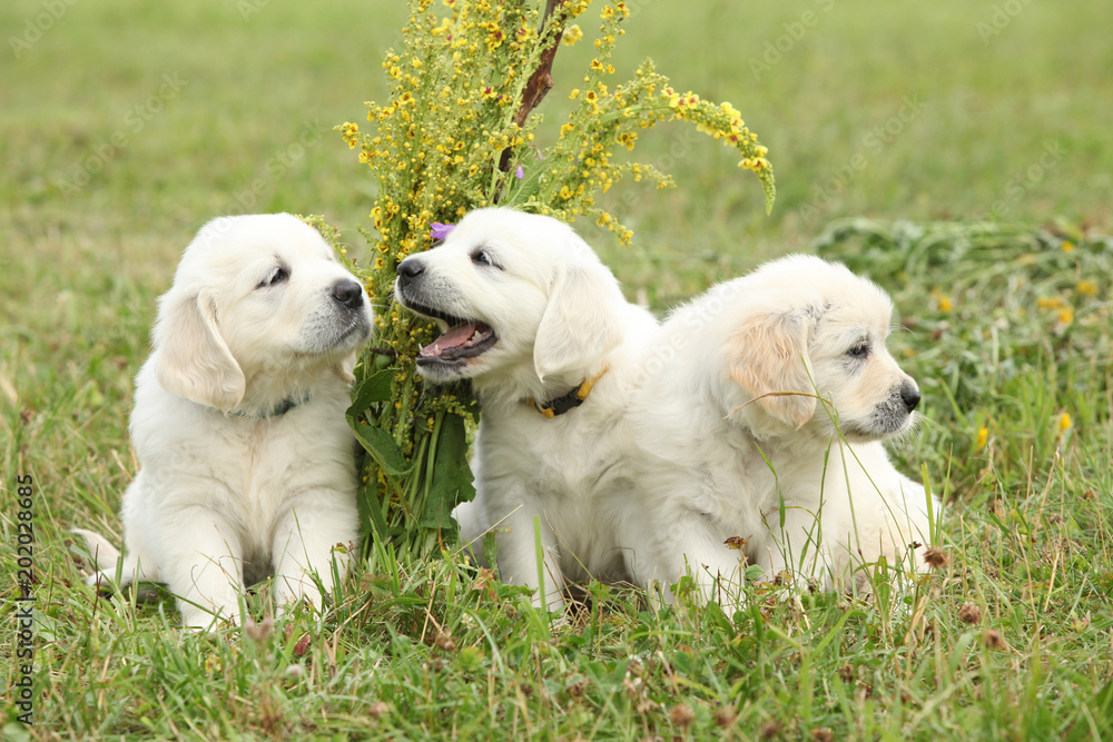 Three puppies of golden retriever playing