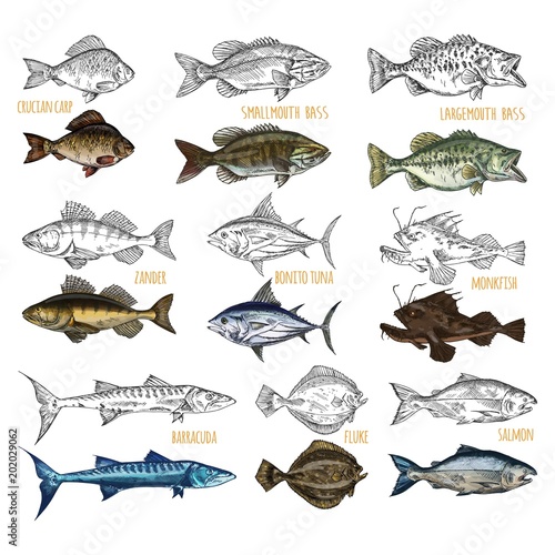 Side view on isolated fish catch sketches