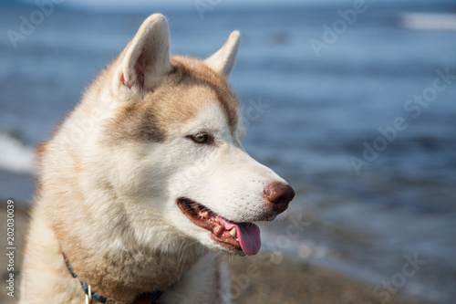 Profile Portrait of Siberian Husky dog beige and white on the sea background. Close up of husky dog on the beach in summer