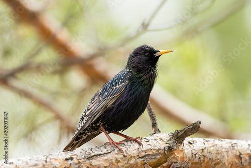 Ordinary starling. Sturnus vulgaris.