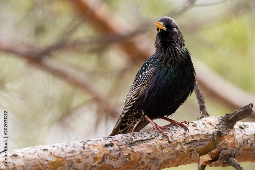 Naklejka premium Ordinary starling. Sturnus vulgaris.