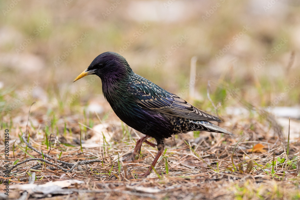 Obraz premium Ordinary starling. Sturnus vulgaris.