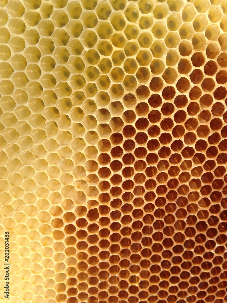 Bienenwaben-Kunstwerk Bienenwaben-Kunstwerk