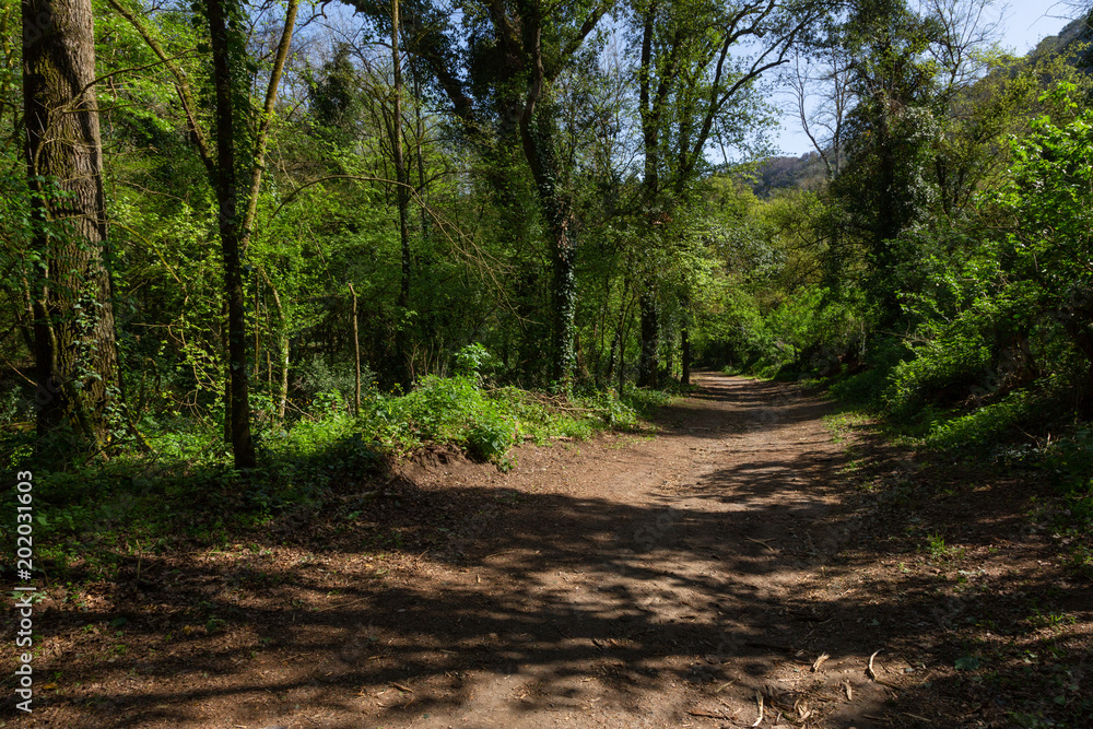 Obraz premium Naples (Italy) - The Cratere degli Astroni Nature Reserve is one of the few well-preserved craters of the whole Phlegraean fields