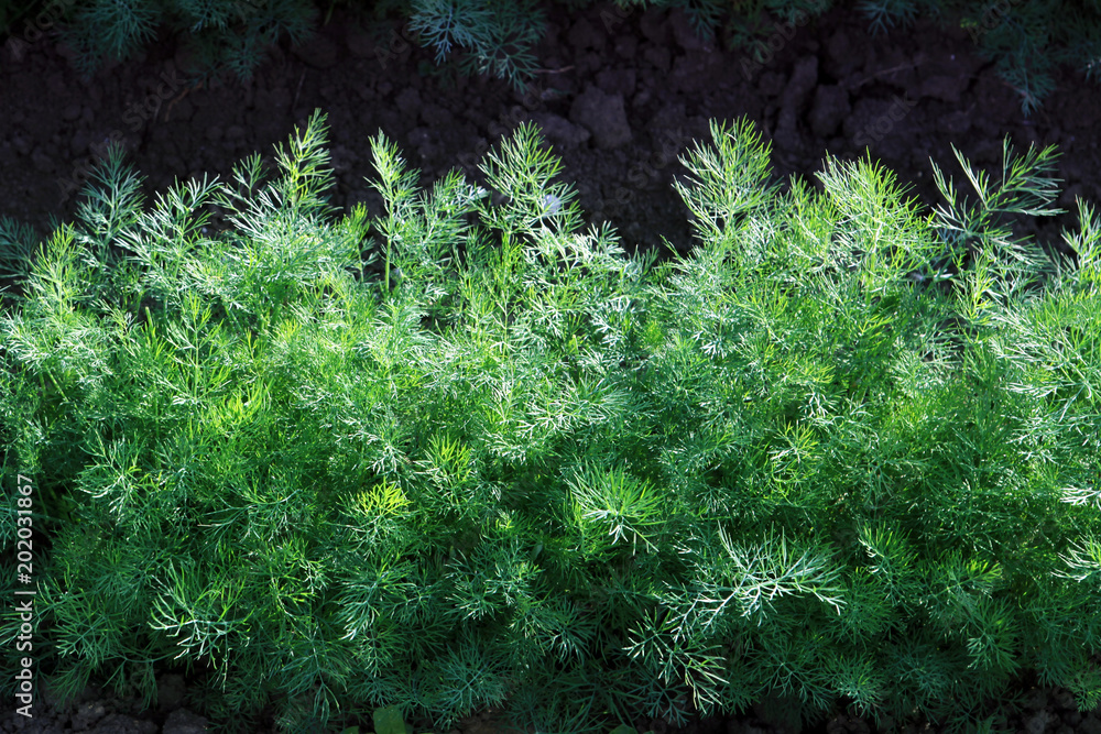 green fennel grows on soil
