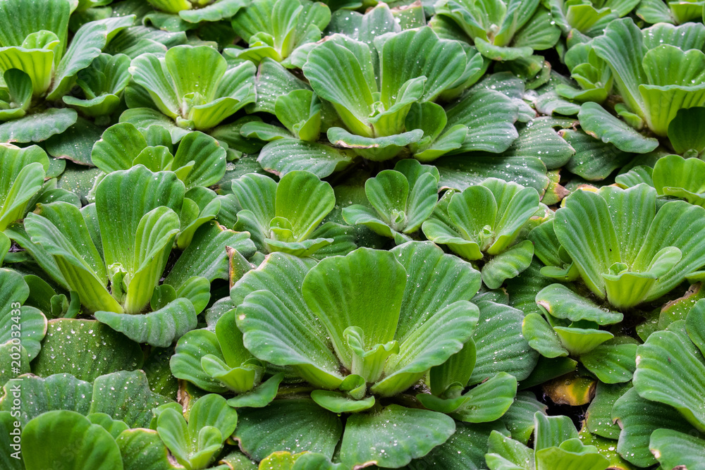 Pistia stratiotes. Water lettuce. Water cabbage. Water plant. Green