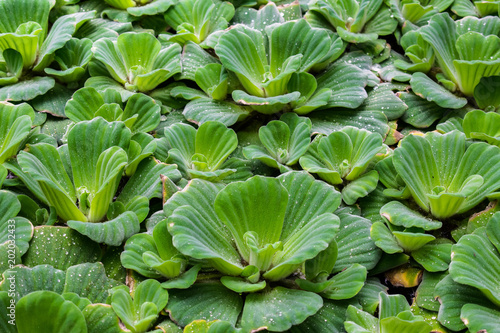 Pistia stratiotes. Water lettuce. Water cabbage. Water plant. Green background. Floating mats covering the entire surface of the pond. Nile cabbage  or shellflower. Areceae plant close-up. 