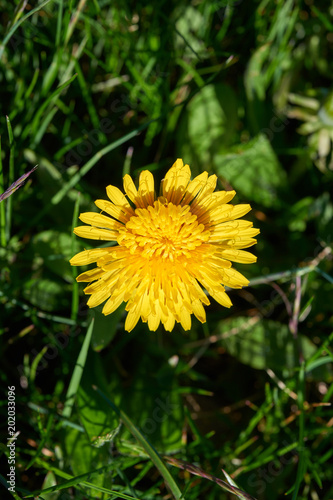 Wallpaper Mural Yellow common dandelion blossom Torontodigital.ca