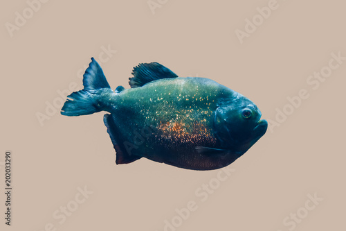 Bild auf Leinwand piranha isolated in grey background