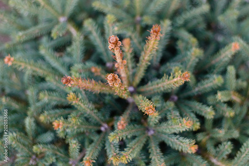 Background from green Fir tree branch. Top view