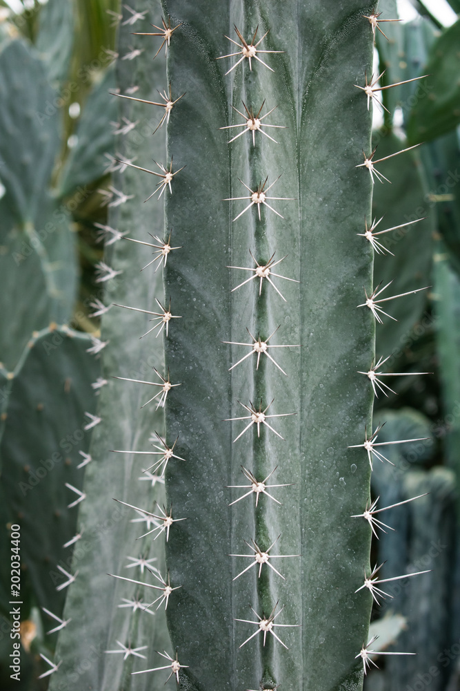 cactus close up. cactus background. cactus wallpaper cactus close up. cactus background. cactus wallpaper