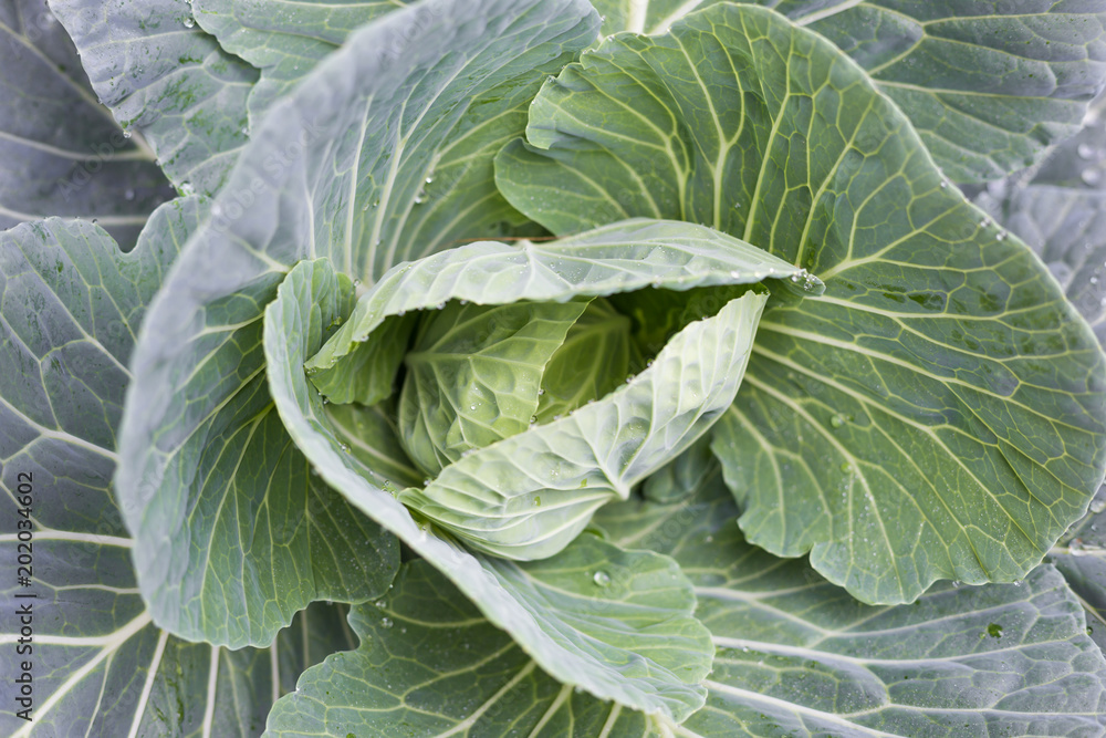 Green cabbage fresh leaf vegetable Green cabbage fresh leaf vegetable