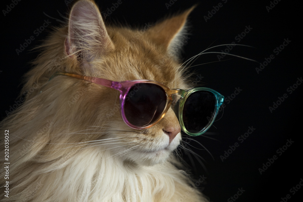 Naklejka piękny kot z okularami przeciwsłonecznymi