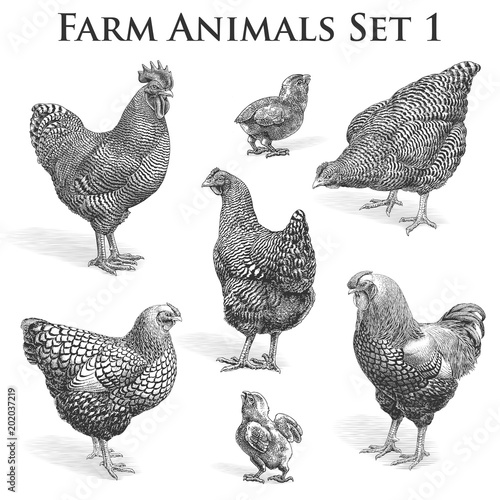 Vector Farm Animals engraving. Chickens and Roosters