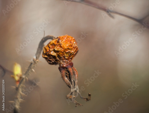 Dried and wrinkled hip of wild rose on a branch with spines