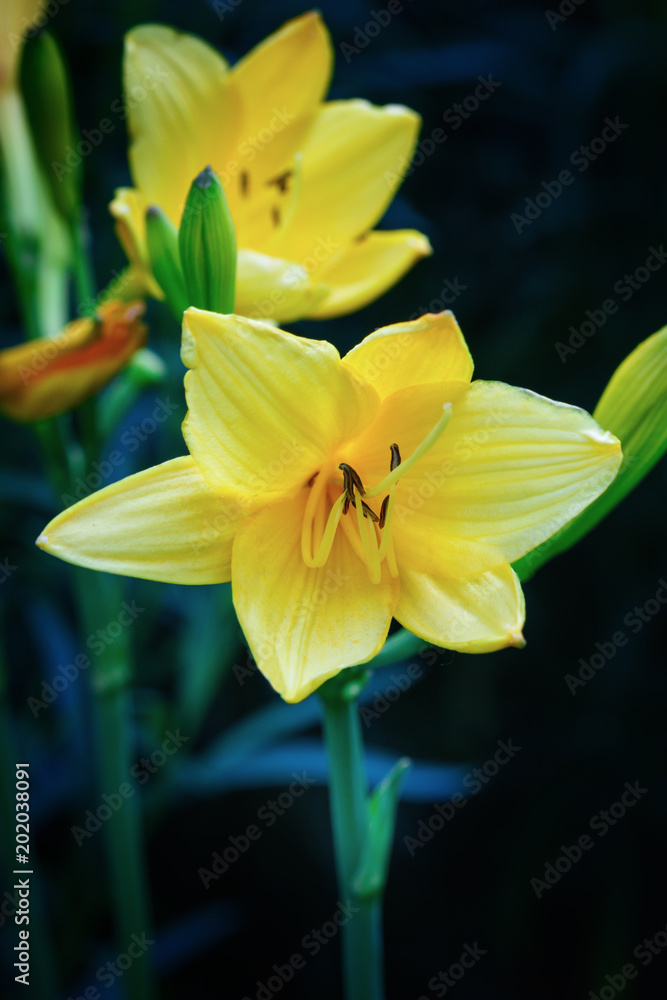 Fototapeta premium Yellow lily on a black background