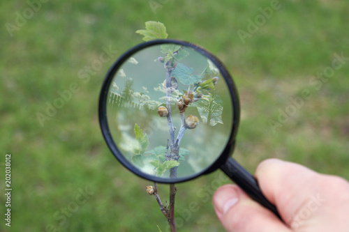 careful inspection of spring plants/ buds of currant bush infested with mites in the Magnifying glass gardener 