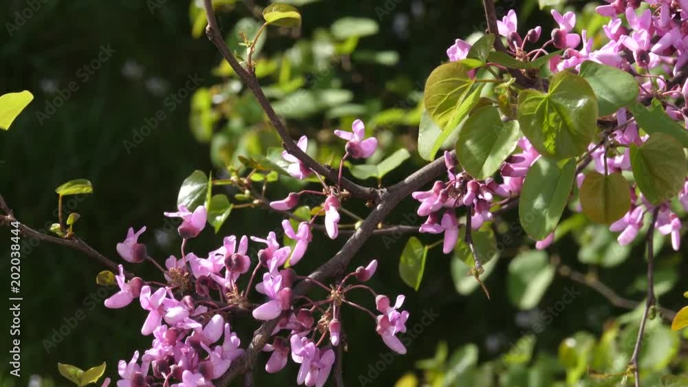 Detail of beautiful Judas Tree detail in purple bloom. Cercis siliquastrum from which Judas Iscariot is reputed to have hanged himself Detail of beautiful Judas Tree detail in purple bloom. Cercis siliquastrum from which Judas Iscariot is reputed to have hanged himself