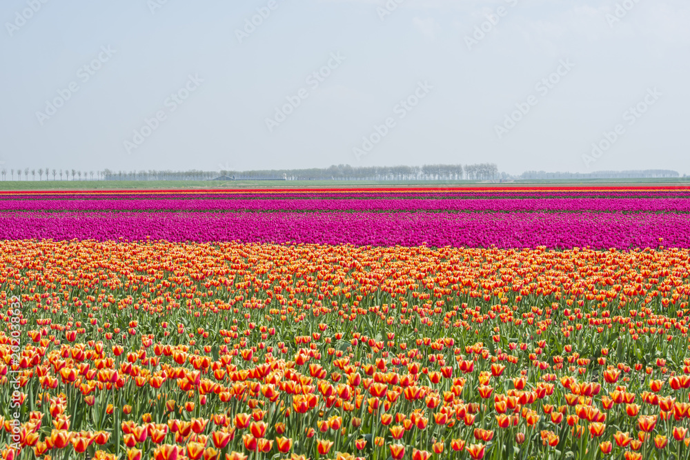 field of red yellow anmd purple tulips in holland