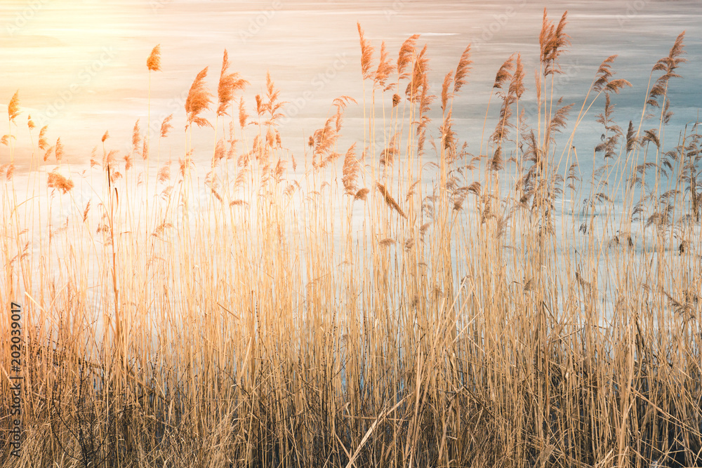Thickets of high dried grass at sunset and sunshine, in the background the lake is covered with ice - obrazy, fototapety, plakaty 