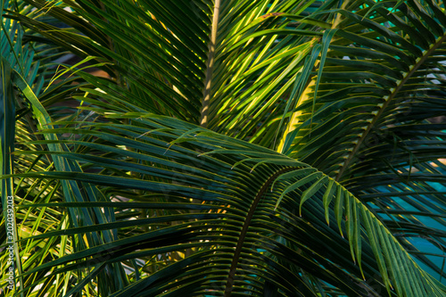 palm branch © Serge Pauli