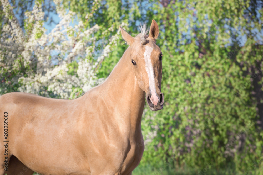 Portrait of palomino horse on spring blossom trees background